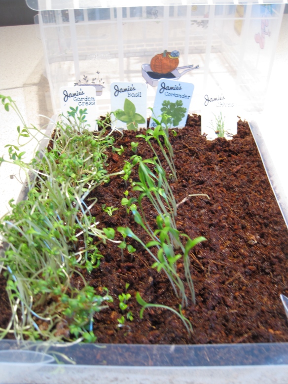 cress and seedlings