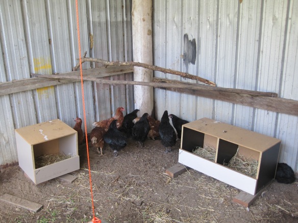 chooks in the coop