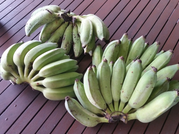 homegrown bananas ripening